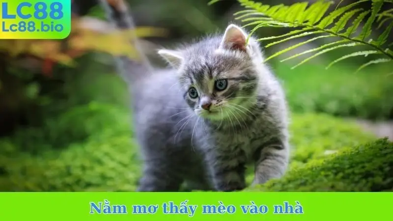 Nằm mơ thấy mèo vào nhà